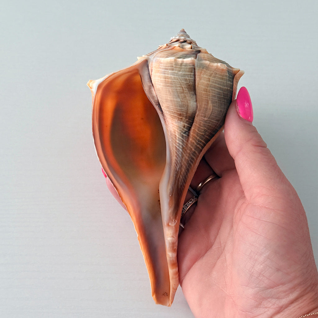Florida Lightning Whelk Seashell (6.25 inches) + Bonus Shells