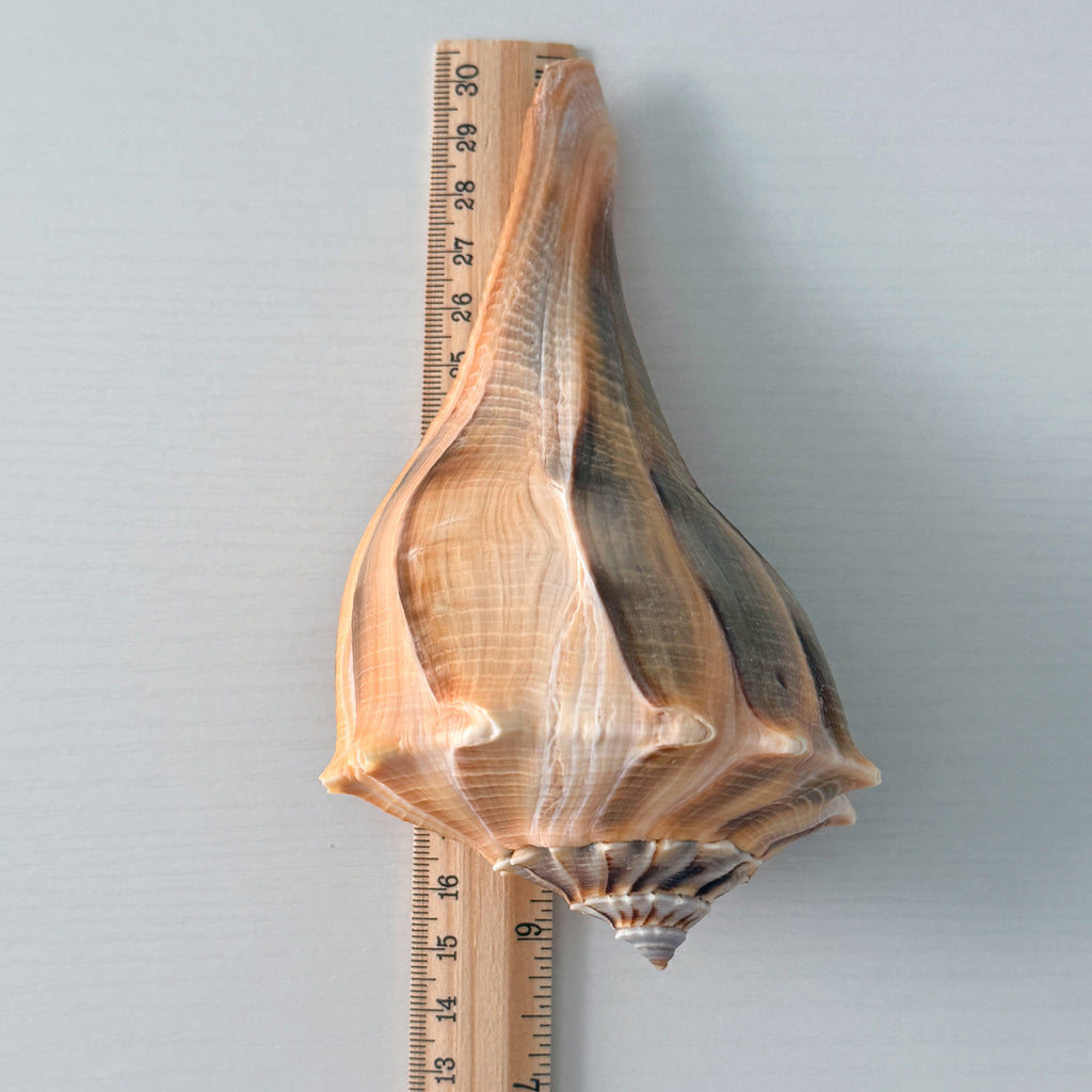 Florida Lightning Whelk Seashell (6.25 inches) + Bonus Shells