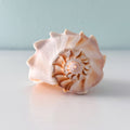 Florida Lightning Whelk Seashell (7 inches) + Bonus Shells