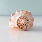 Florida Lightning Whelk Seashell (7 inches) + Bonus Shells