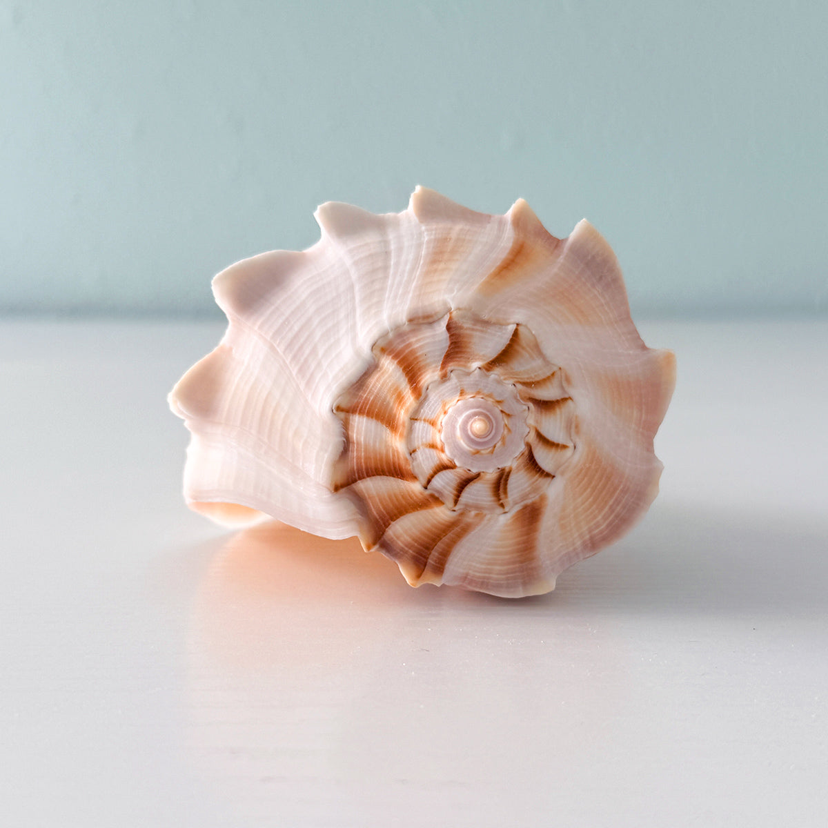 Florida Lightning Whelk Seashell (7 inches) + Bonus Shells