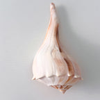 Florida Lightning Whelk Seashell (7 inches) + Bonus Shells