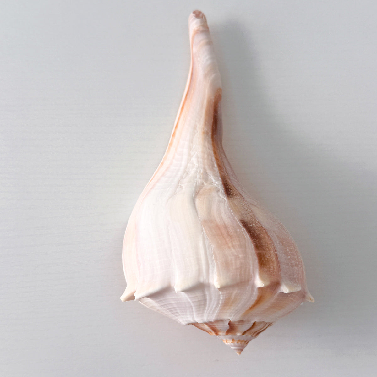Florida Lightning Whelk Seashell (7 inches) + Bonus Shells