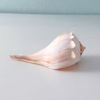 Florida Lightning Whelk Seashell (7 inches) + Bonus Shells