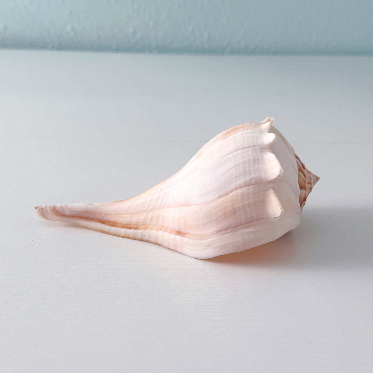 Florida Lightning Whelk Seashell (7 inches) + Bonus Shells