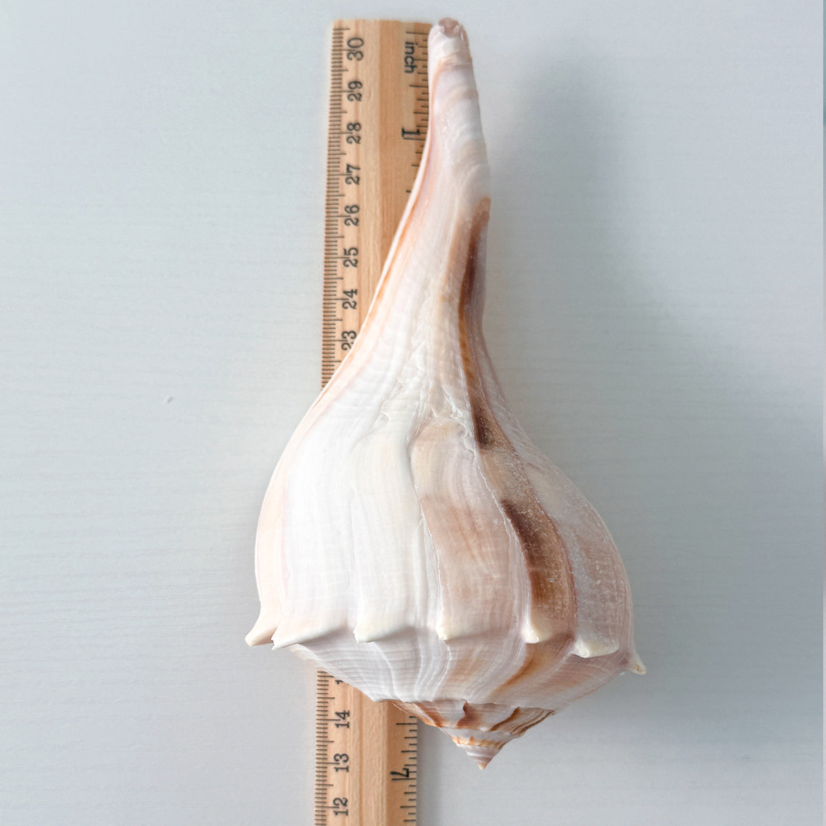Florida Lightning Whelk Seashell (7 inches) + Bonus Shells