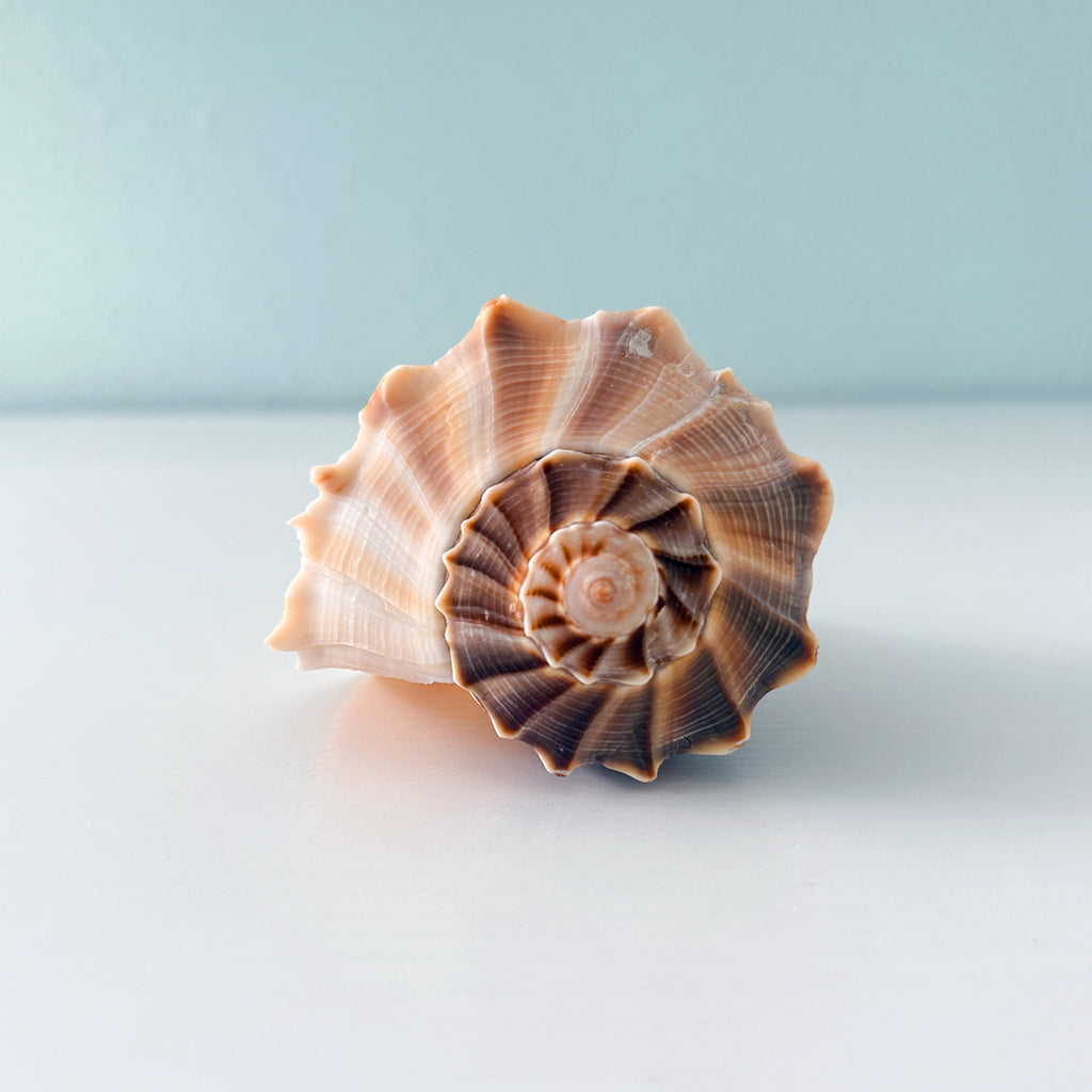 Florida Lightning Whelk Seashell (7 inches) + Bonus Shells