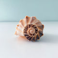 Florida Lightning Whelk Seashell (7 inches) + Bonus Shells