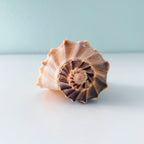 Florida Lightning Whelk Seashell (7 inches) + Bonus Shells