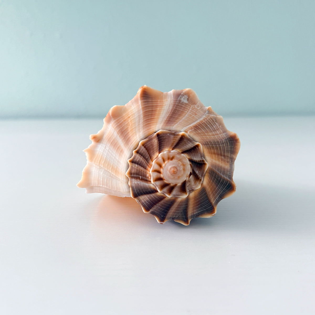 Florida Lightning Whelk Seashell (7 inches) + Bonus Shells