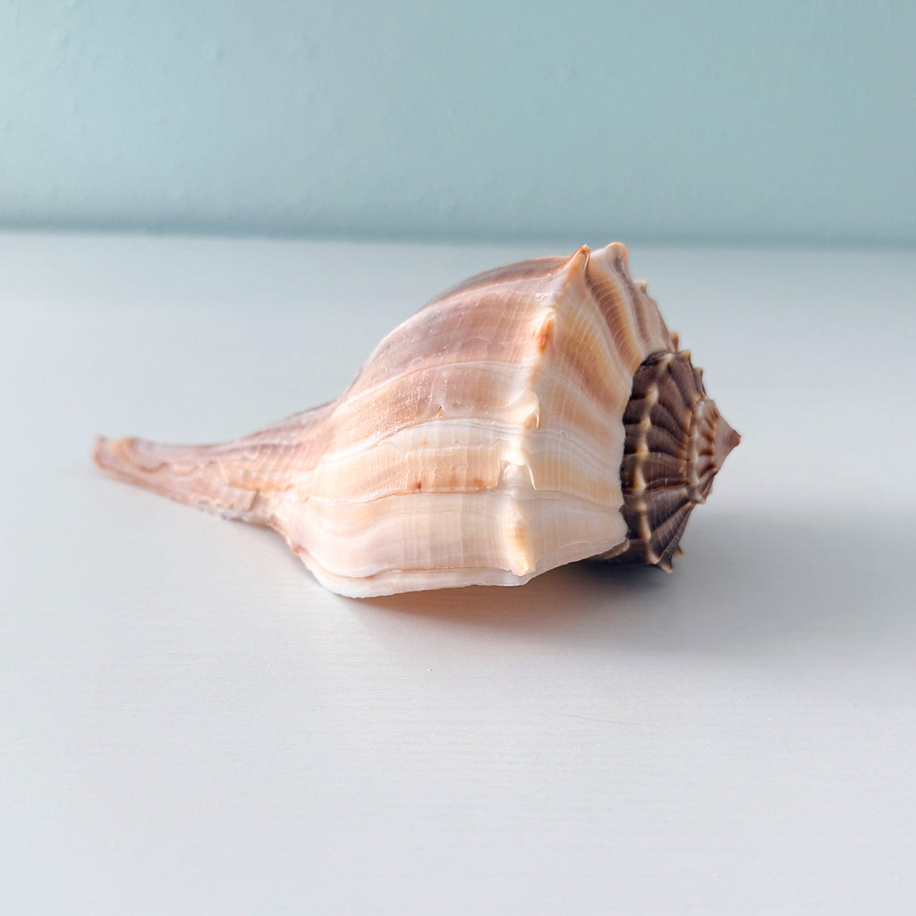 Florida Lightning Whelk Seashell (7 inches) + Bonus Shells