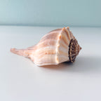 Florida Lightning Whelk Seashell (7 inches) + Bonus Shells