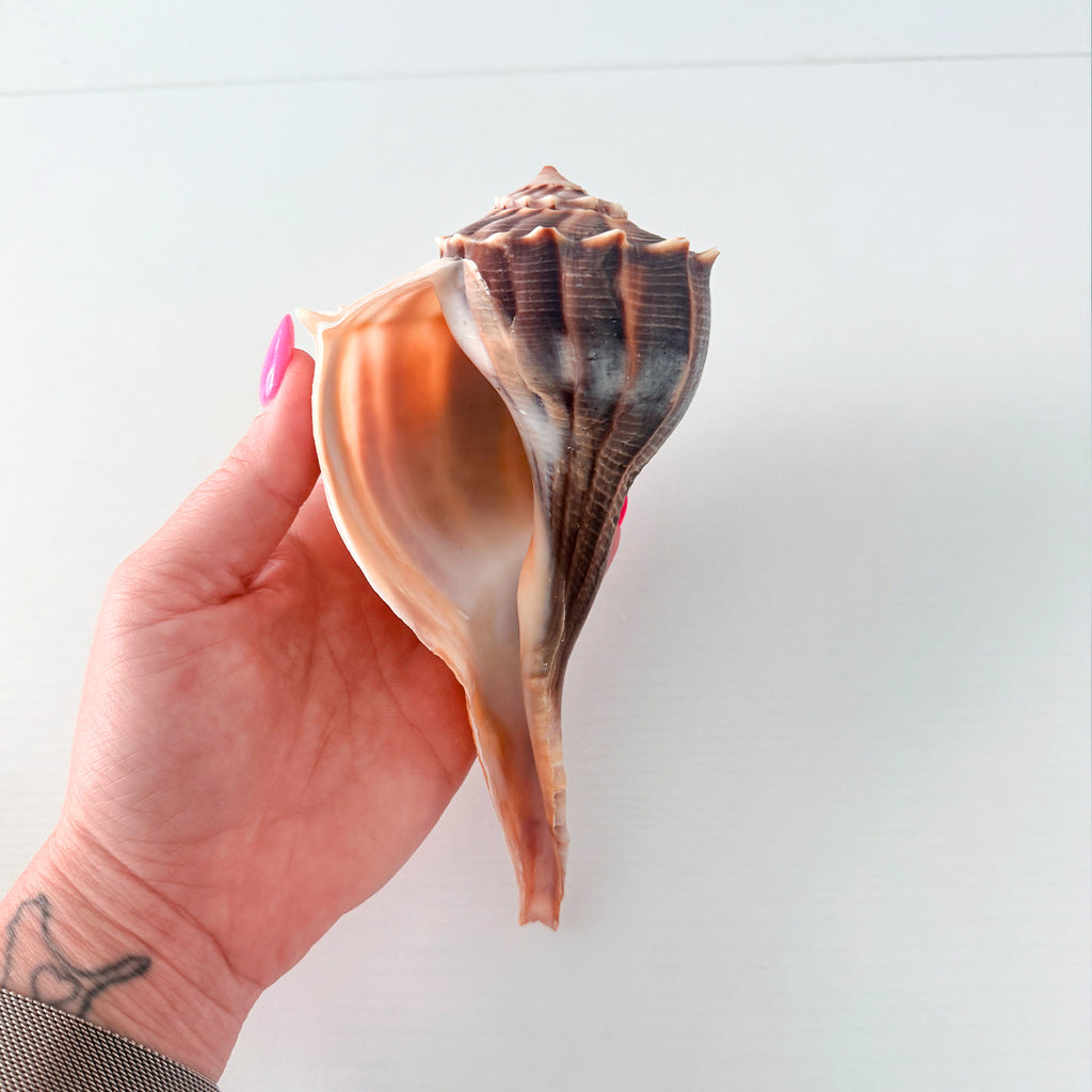 Florida Lightning Whelk Seashell (7 inches) + Bonus Shells