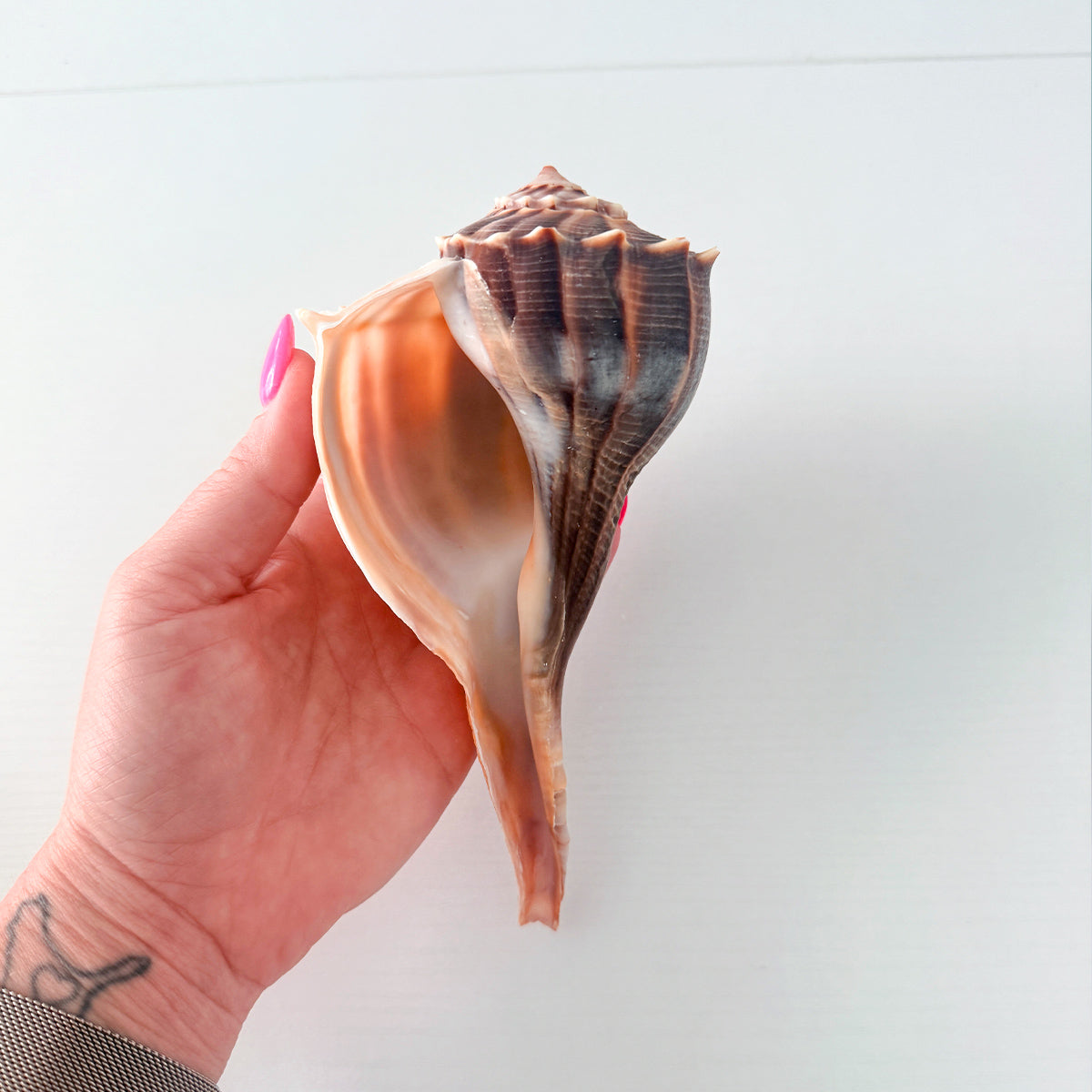 Florida Lightning Whelk Seashell (7 inches) + Bonus Shells