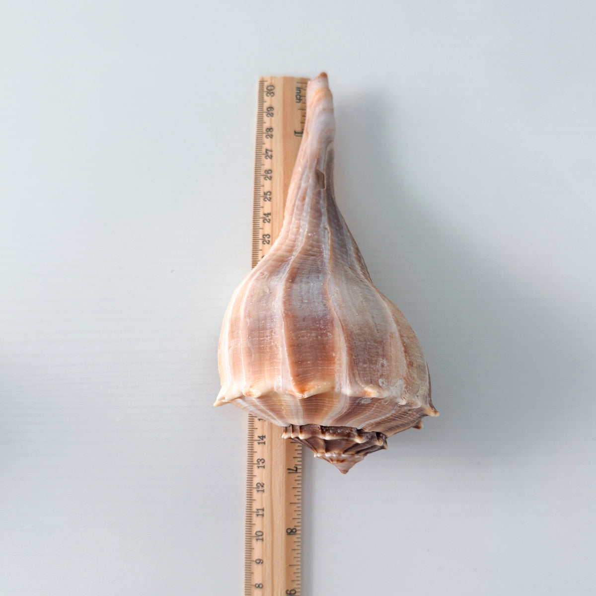 Florida Lightning Whelk Seashell (7 inches) + Bonus Shells