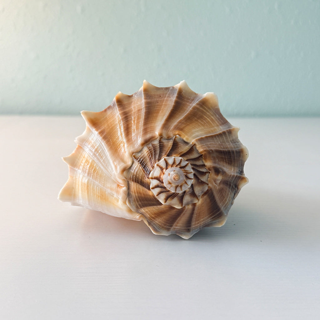 LARGE Florida Lightning Whelk Seashell (9 inches) + Bonus Shells