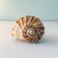 LARGE Florida Lightning Whelk Seashell (9 inches) + Bonus Shells