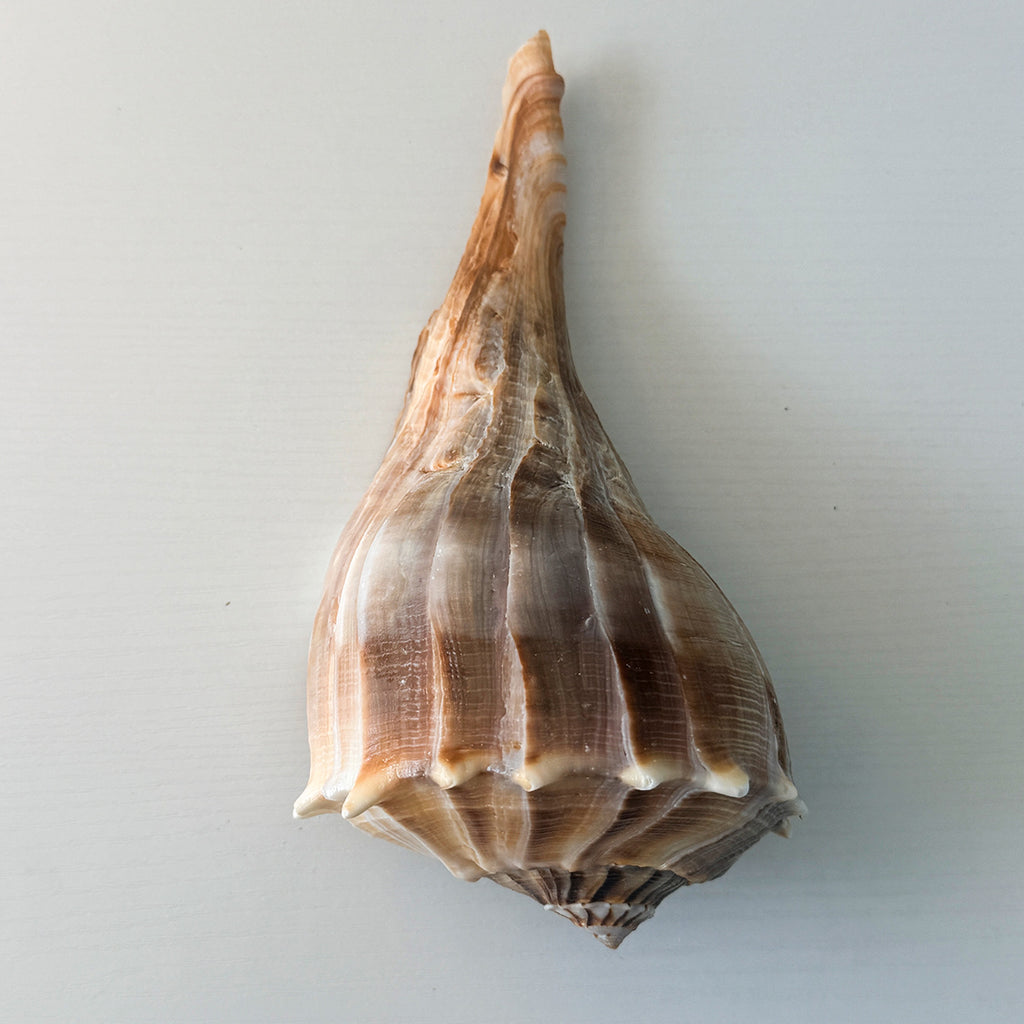 LARGE Florida Lightning Whelk Seashell (9 inches) + Bonus Shells