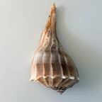LARGE Florida Lightning Whelk Seashell (9 inches) + Bonus Shells