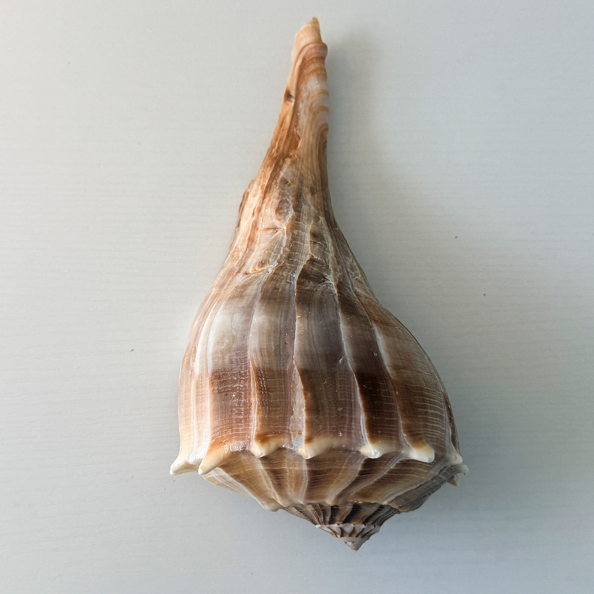 LARGE Florida Lightning Whelk Seashell (9 inches) + Bonus Shells