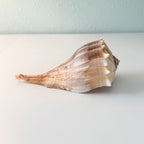 LARGE Florida Lightning Whelk Seashell (9 inches) + Bonus Shells