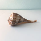 LARGE Florida Lightning Whelk Seashell (9 inches) + Bonus Shells