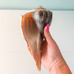 LARGE Florida Lightning Whelk Seashell (9 inches) + Bonus Shells