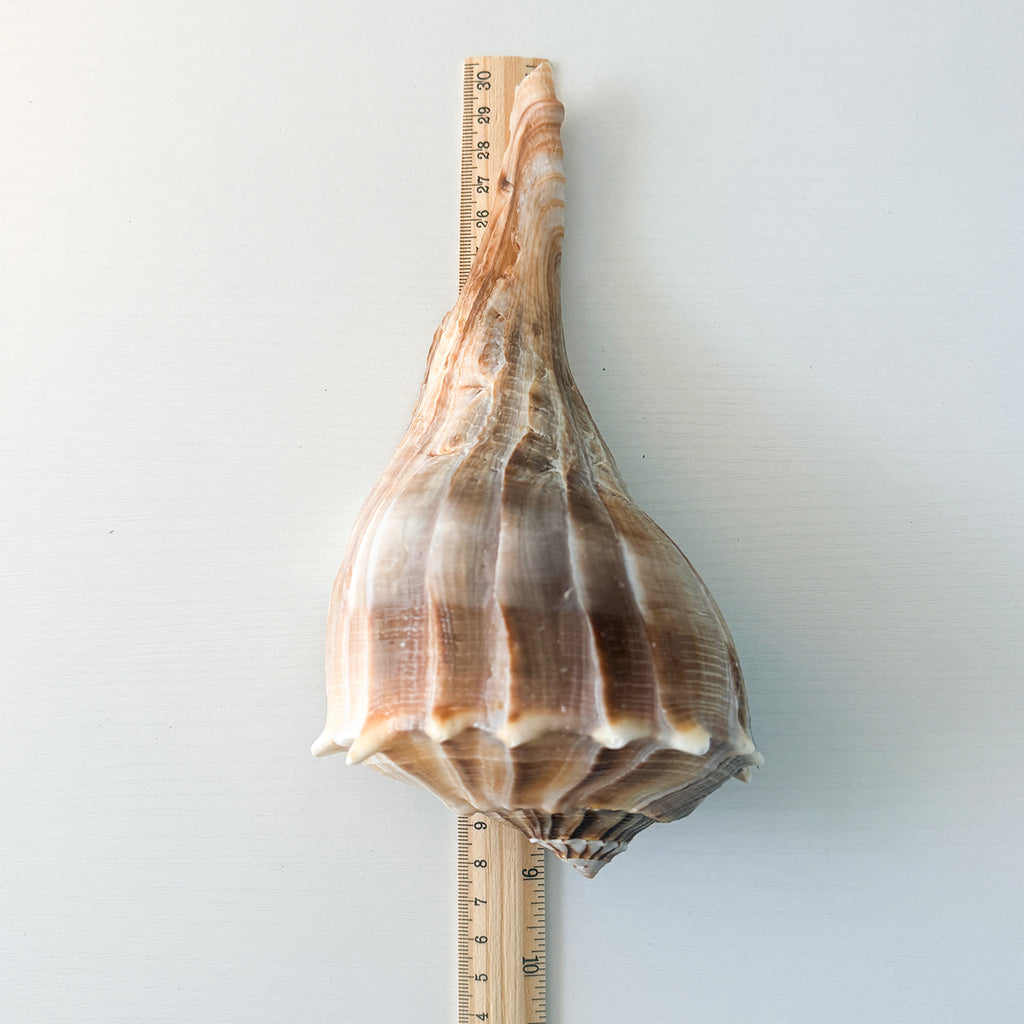 LARGE Florida Lightning Whelk Seashell (9 inches) + Bonus Shells