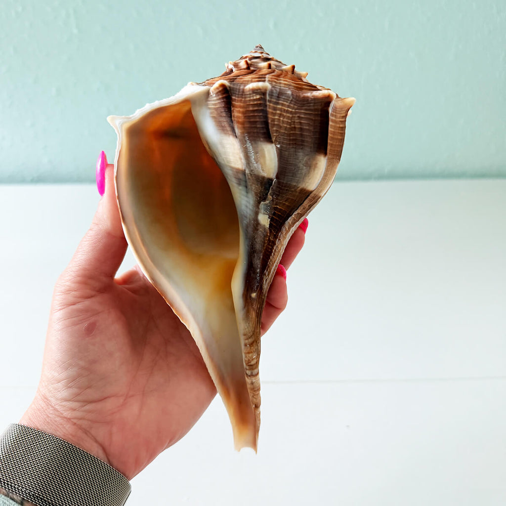 Florida Lightning Whelk Seashell (8 inches)