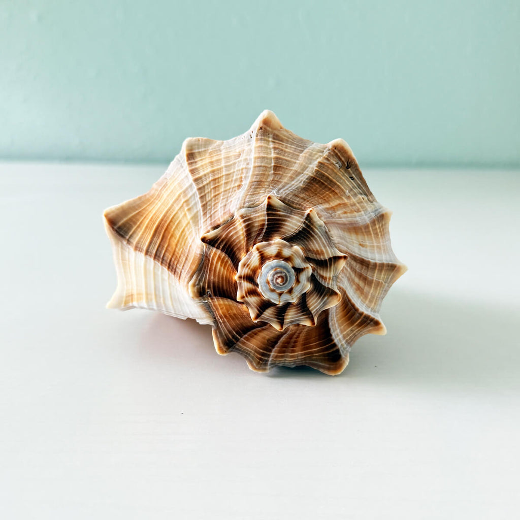 Florida Lightning Whelk Seashell (8 inches)