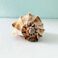Florida Lightning Whelk Seashell (8 inches)