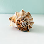 Florida Lightning Whelk Seashell (8 inches)