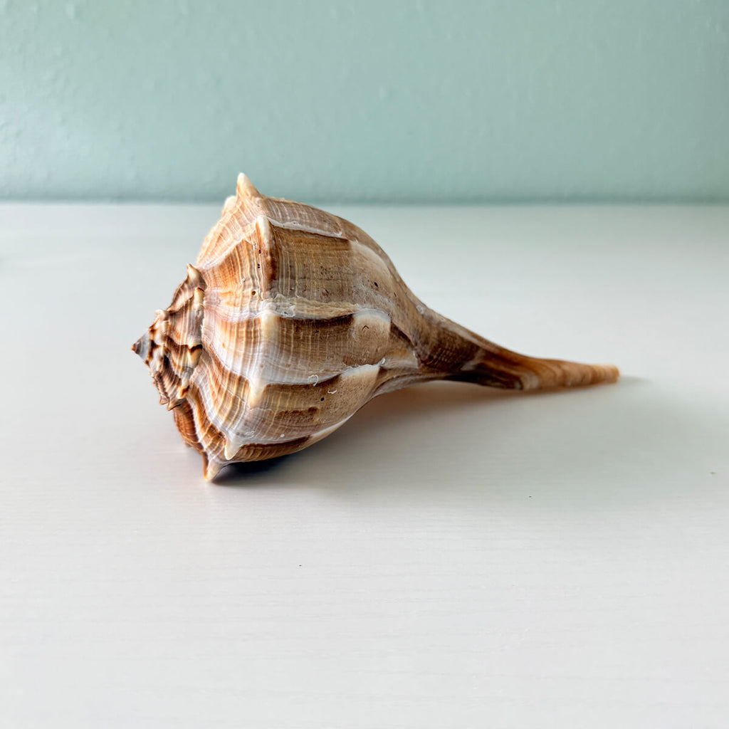 Florida Lightning Whelk Seashell (8 inches)