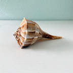 Florida Lightning Whelk Seashell (8 inches)