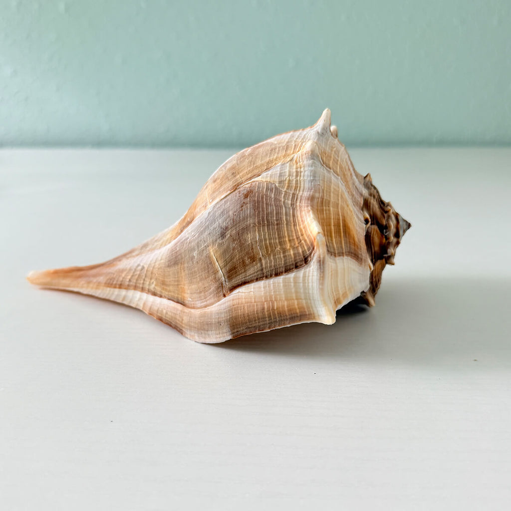 Florida Lightning Whelk Seashell (8 inches)