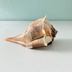 Florida Lightning Whelk Seashell (8 inches)