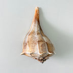 Florida Lightning Whelk Seashell (8 inches)
