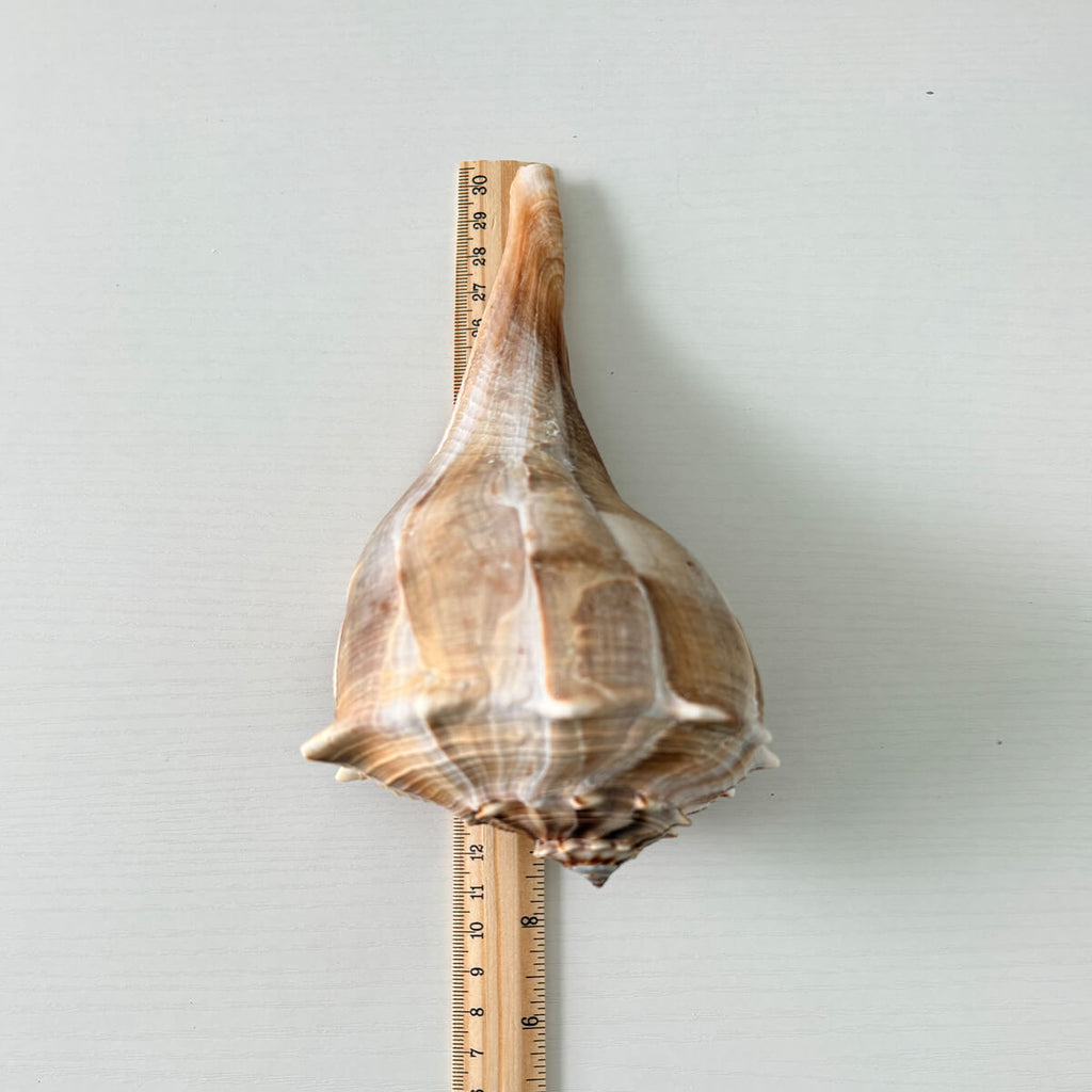 Florida Lightning Whelk Seashell (8 inches)