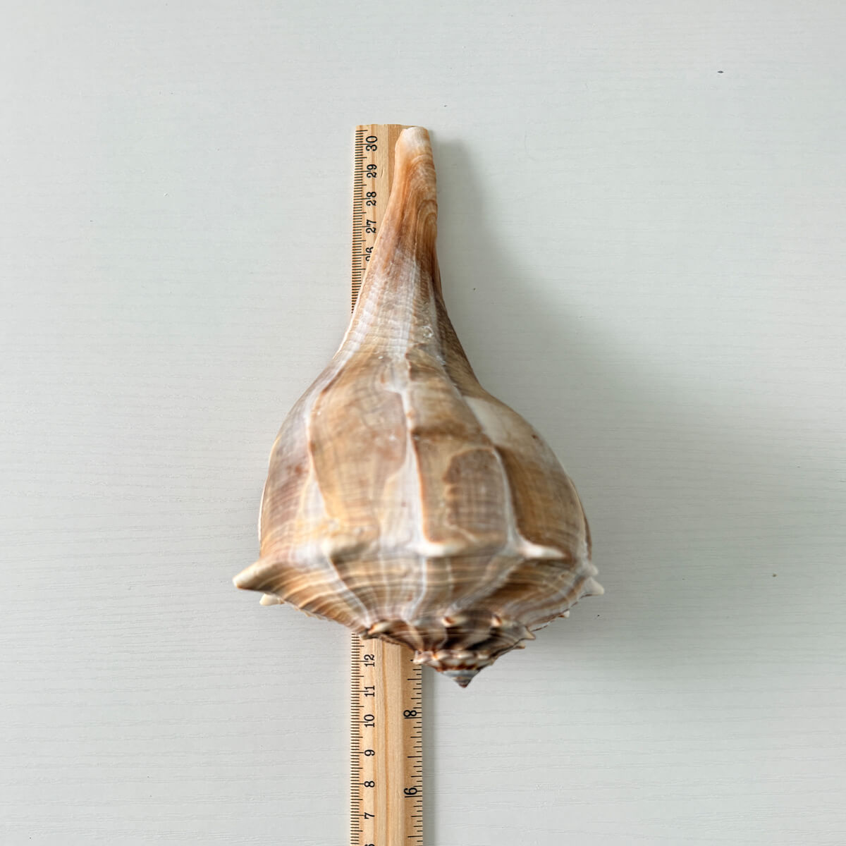 Florida Lightning Whelk Seashell (8 inches)