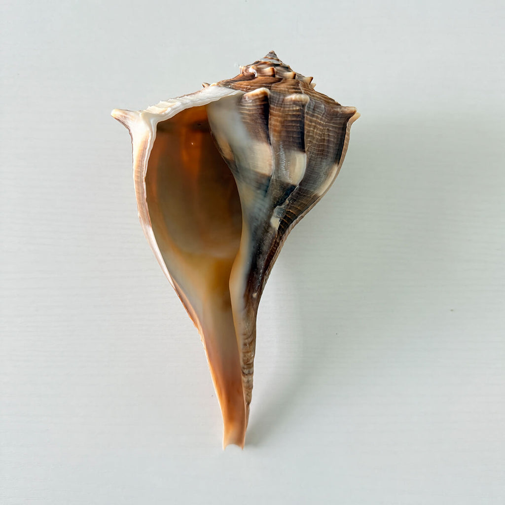Florida Lightning Whelk Seashell (8 inches)