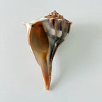 Florida Lightning Whelk Seashell (8 inches)