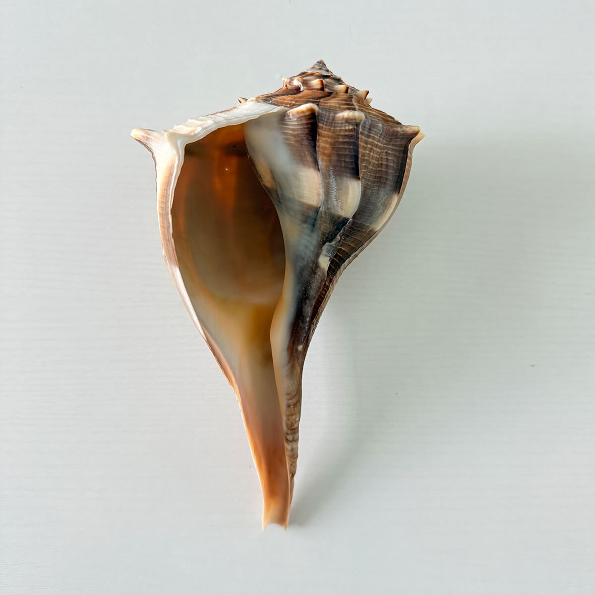 Florida Lightning Whelk Seashell (8 inches)