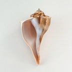 Florida Lightning Whelk Seashell (7.5 inches long)