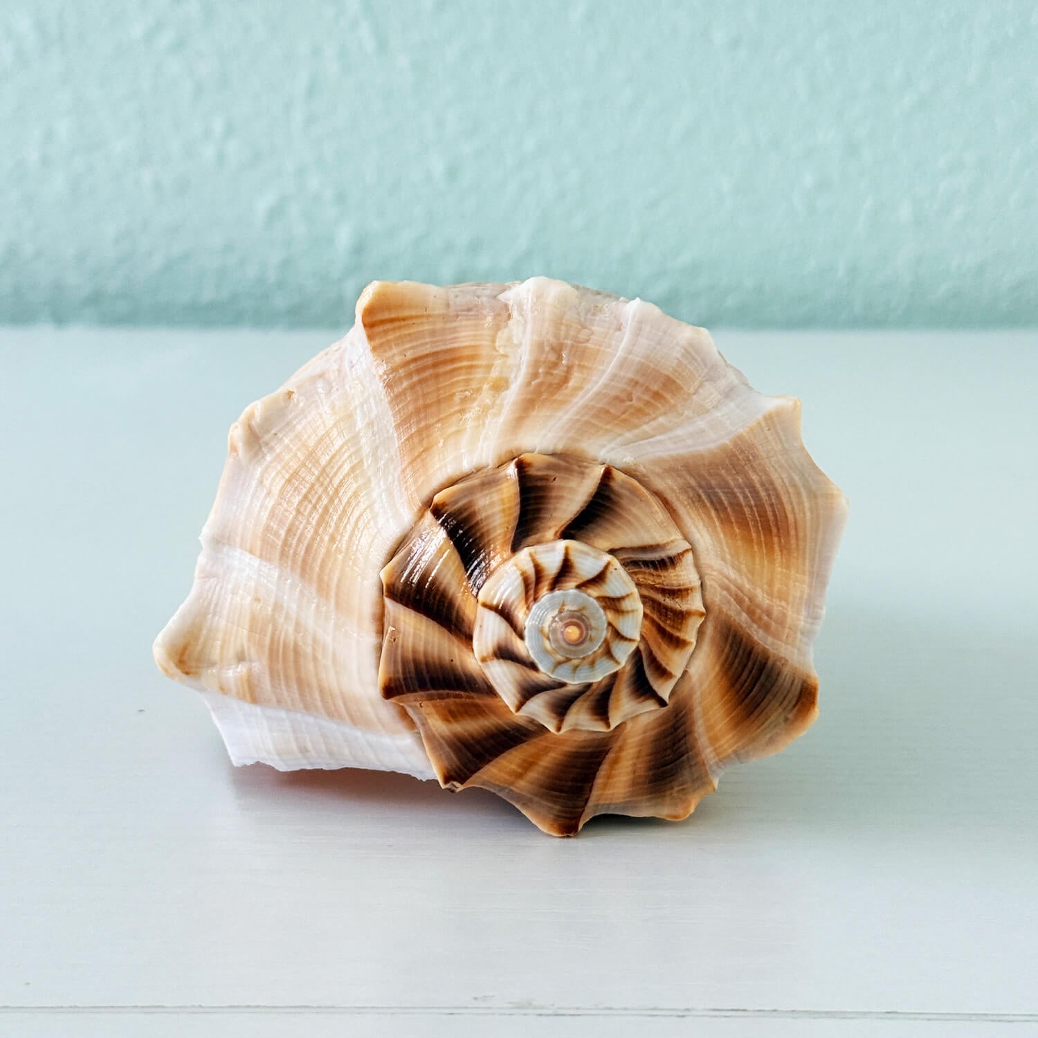 Florida lightning whelk seashell, 7.5 inches long, authentic St. Pete Beach Seashell