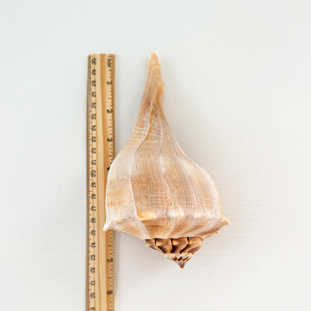 Florida Lightning Whelk Seashell (7.5 inches long)