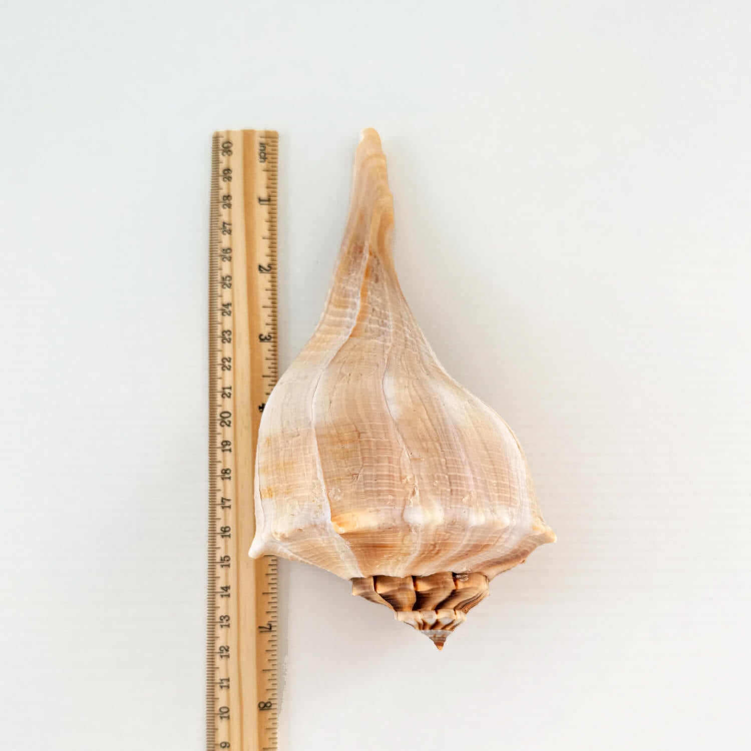 Florida Lightning Whelk Seashell (7.5 inches long)