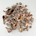 Lightning Whelk and Banded Tulip Seashells Bundle (65 Shells)