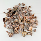 Lightning Whelk and Banded Tulip Seashells Bundle (65 Shells)