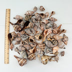 Lightning Whelk and Banded Tulip Seashells Bundle (65 Shells)