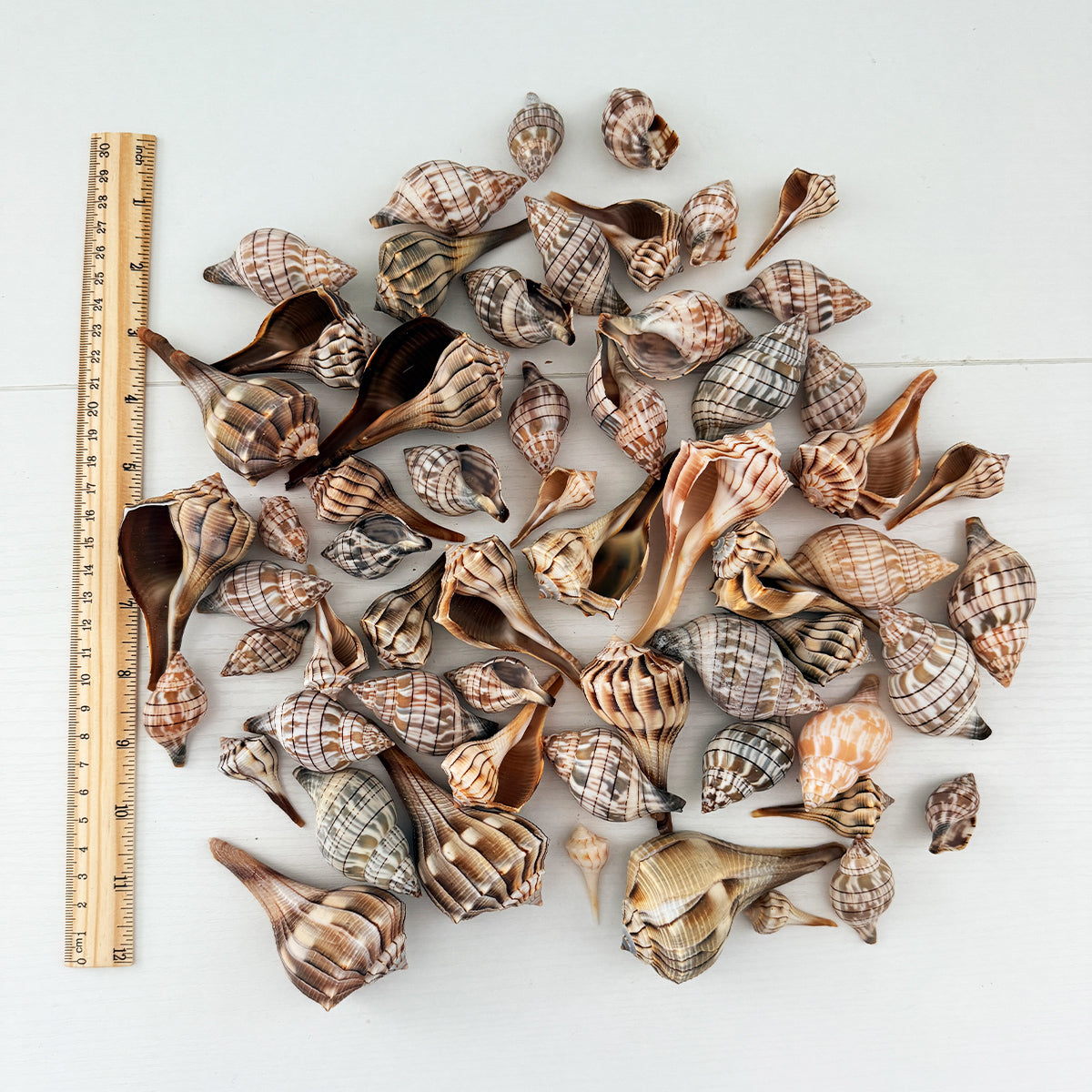 Lightning Whelk and Banded Tulip Seashells Bundle (65 Shells)